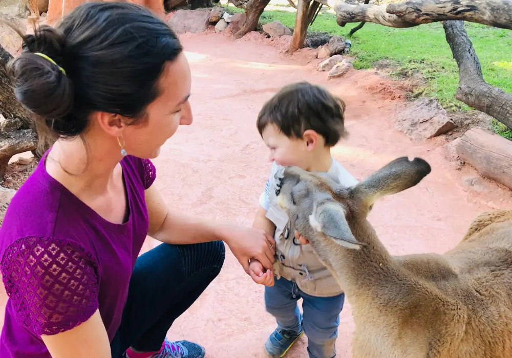 Kangaroo Kisses at Africam