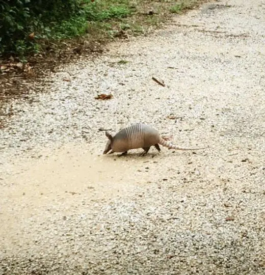 An armadillo at McKinney Falls State Park