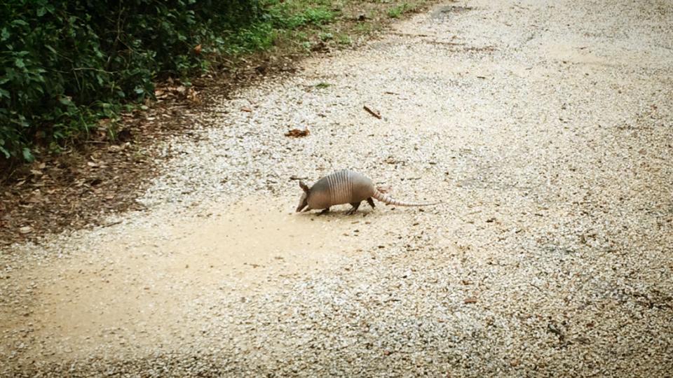 An armadillo at McKinney Falls State Park