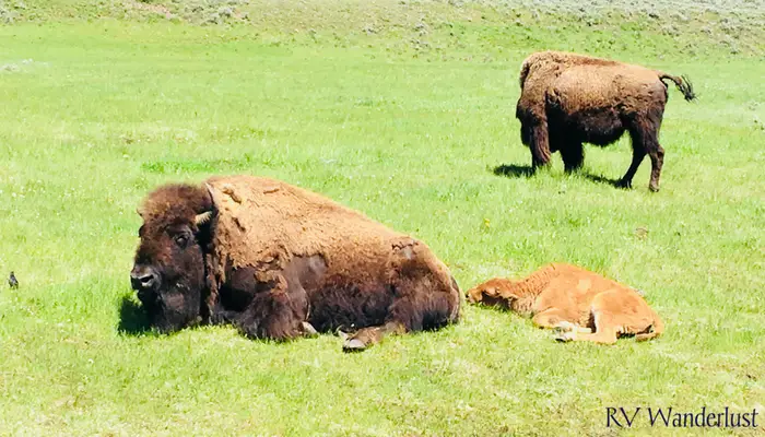 Mother and Baby Bison Laying Down