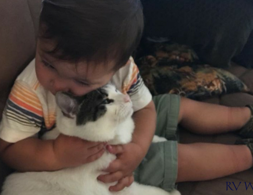 Rehoming Our RV Cats