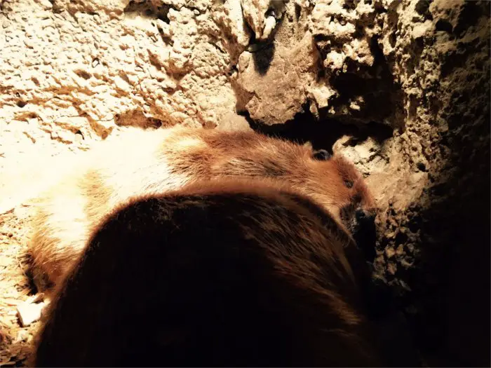 Beavers Sleeping in Their Den