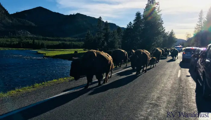 Bison Parade Yellowstone National Park