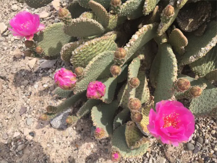 Blooming Prickly Pear Cactus