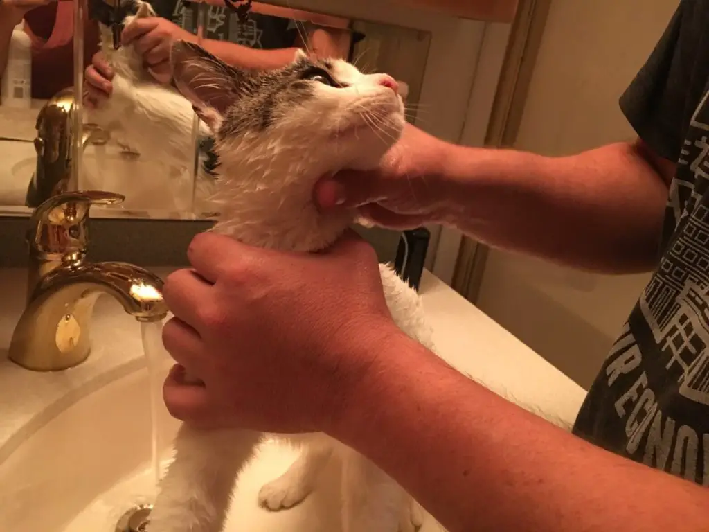 Blues RV Cat First Bath
