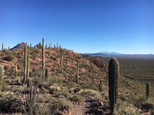 Brown Mountain Loop Trail