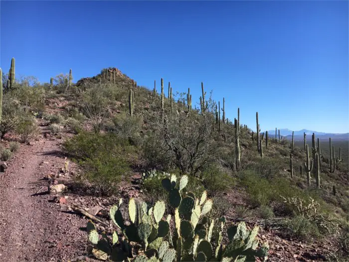 Brown Mountain Loop Trail Tucson