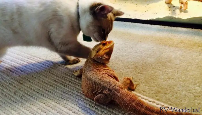 Cat and Bearded Dragon