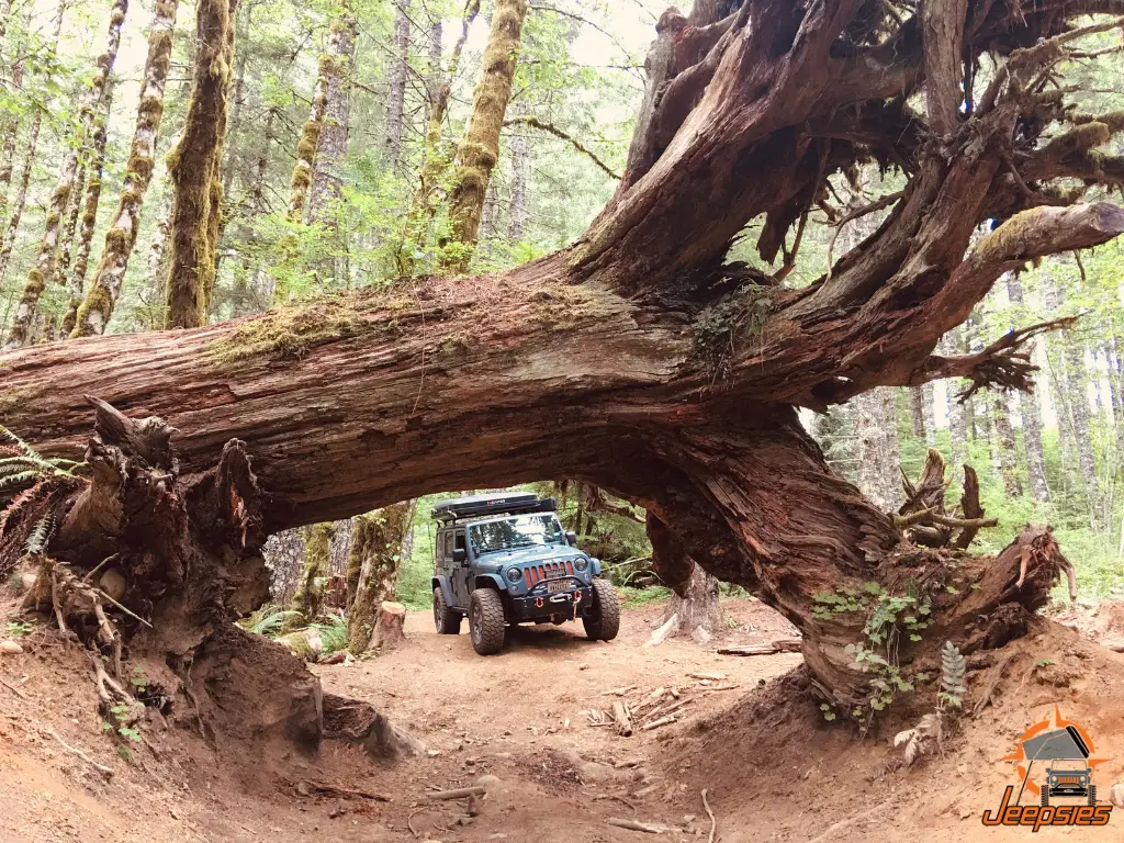 Cedar Tree in Tillamook State Forest Oregon