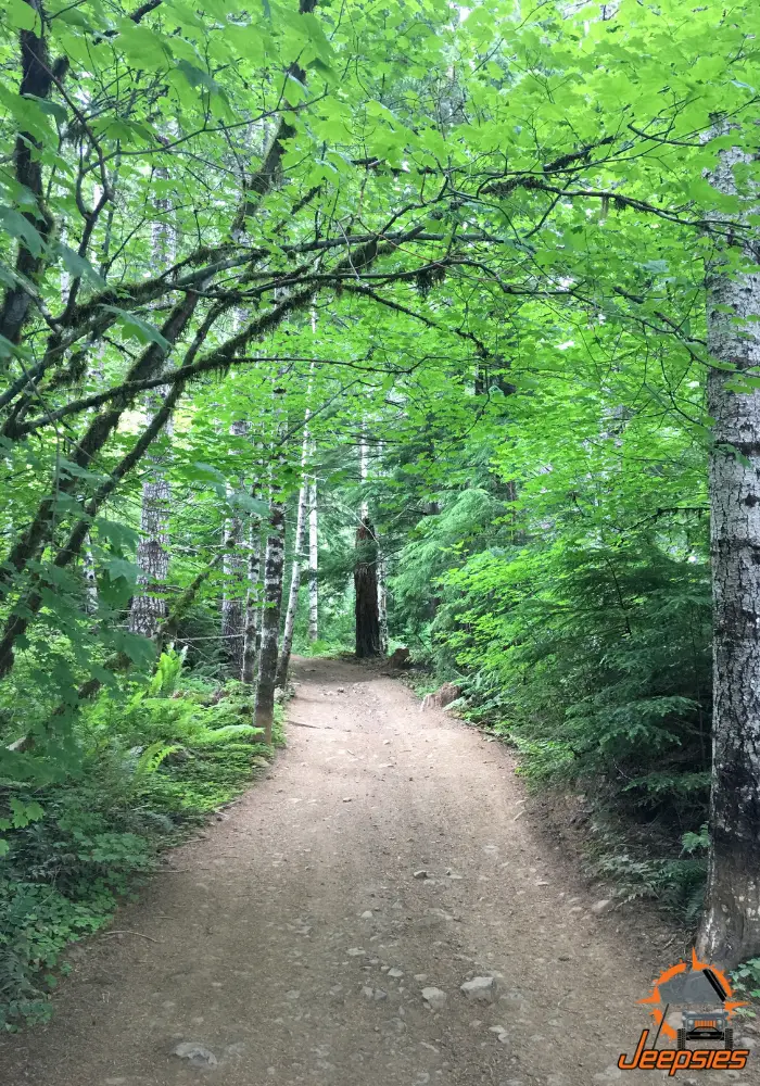 Tree Lined Cedar Tree Trail