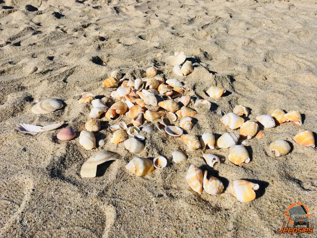 Collecting Shells Gonzaga Bay