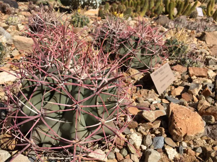 Cactus Garden Tucson