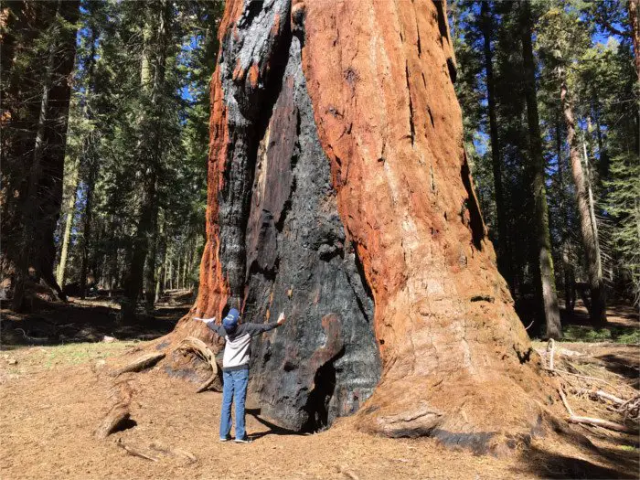 Sequoia Tree with Fire Damage
