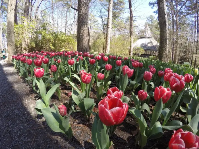 Tulips Garvan Woodland Gardens