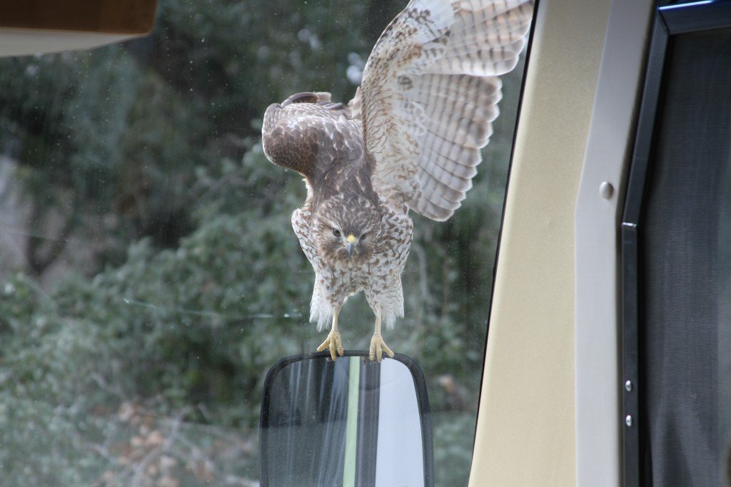 A hawk landed on the side view mirror of the RV