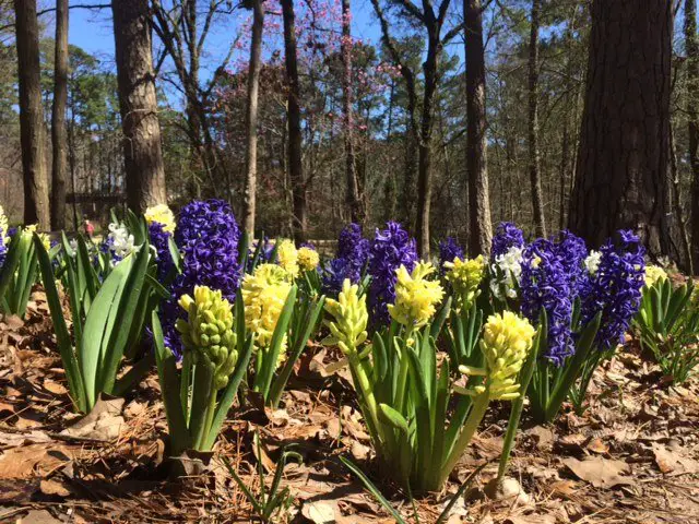 Hyacinths Garvan Woodland Gardens