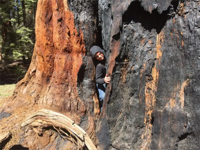 Javen Highland Sequoia National Park