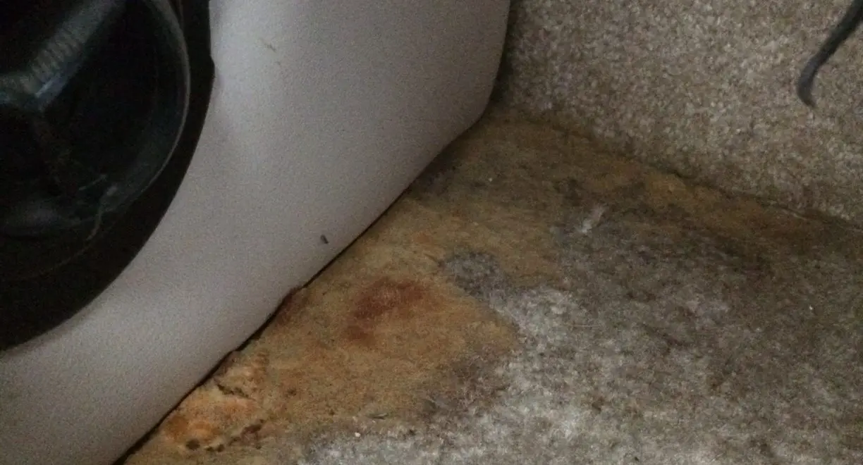 Mold in RV