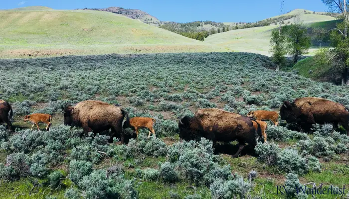 Parade of mommy and baby bison in Lamar Valley