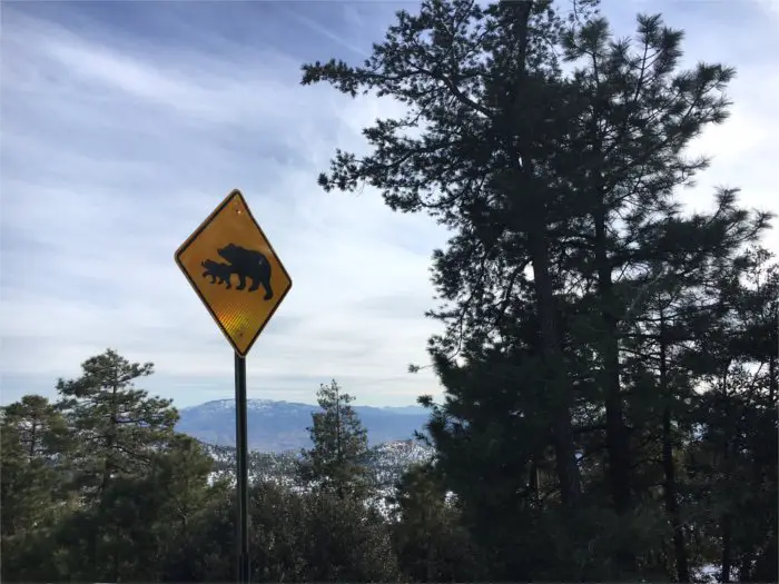 Bear Warning Sign Mount Lemmon