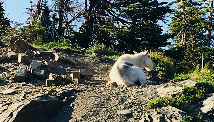 Logan Pass Mountain Goat