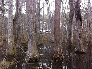 Cypress Swamp Natchez Trace Parkway