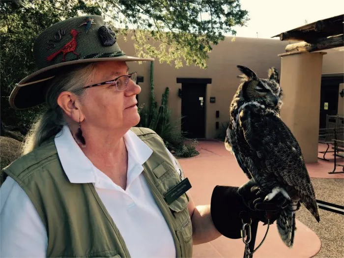 Owl Arizona Sonora Desert Museum