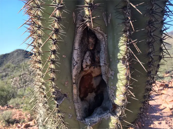 Saguaro Cactus Hole for Animal Home