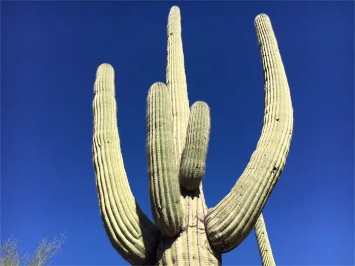 Saguaro Cactus With Many Arms