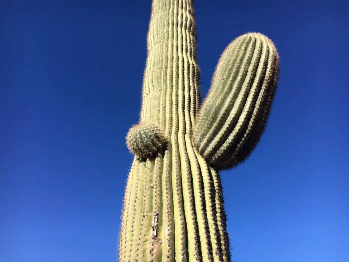Saguaro Cactus Straight Tall