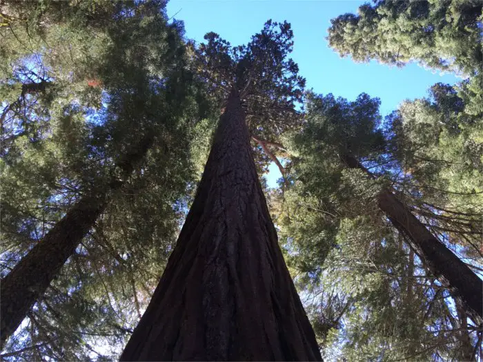Towering Sequoia Trees