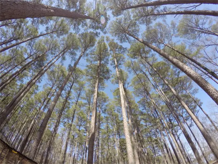 Towering Trees GoPro