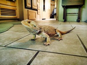 Trogdor RV Pet