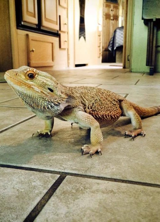 Trogdor RV Pet