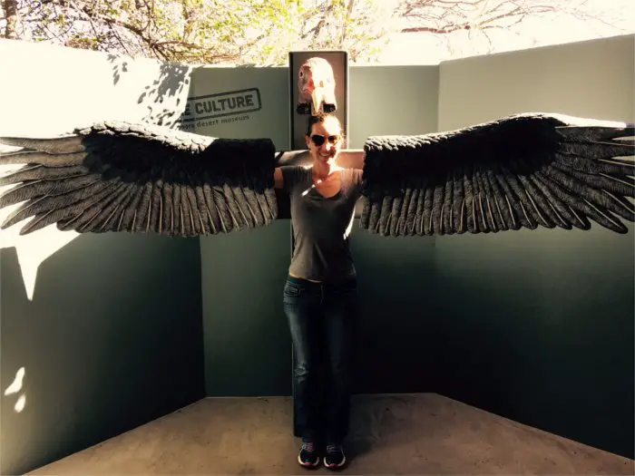 Vulture Wings Arizona Sonora Desert Museum
