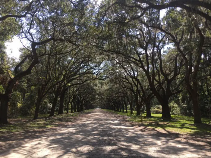 Wormsloe State Historic Site Entry Drive