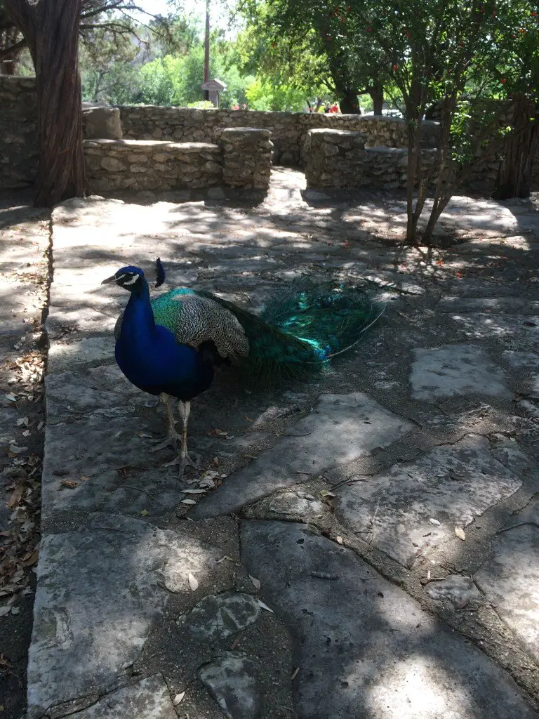 A peacock at Mayfield Park in Austin
