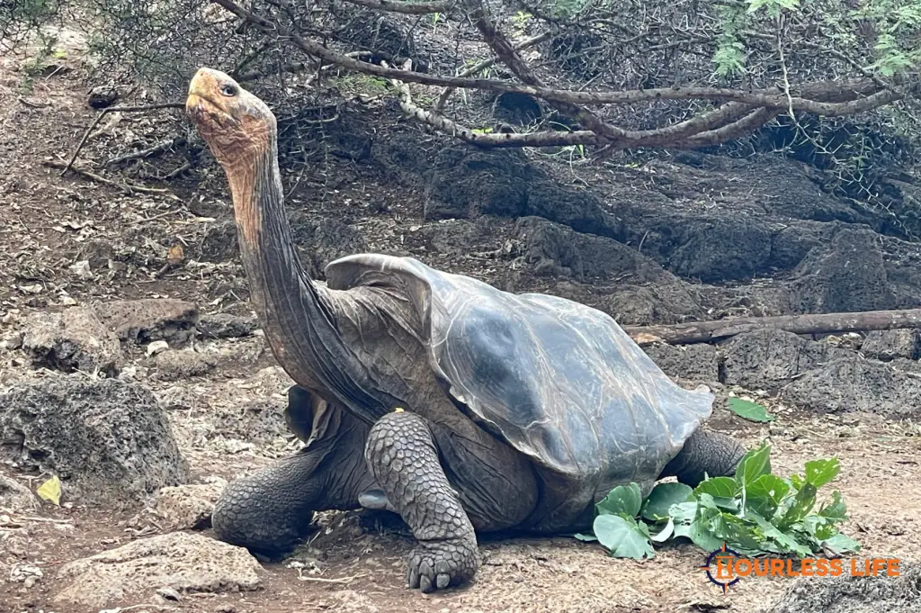 Galapagos tortoise at Darwin Research Station