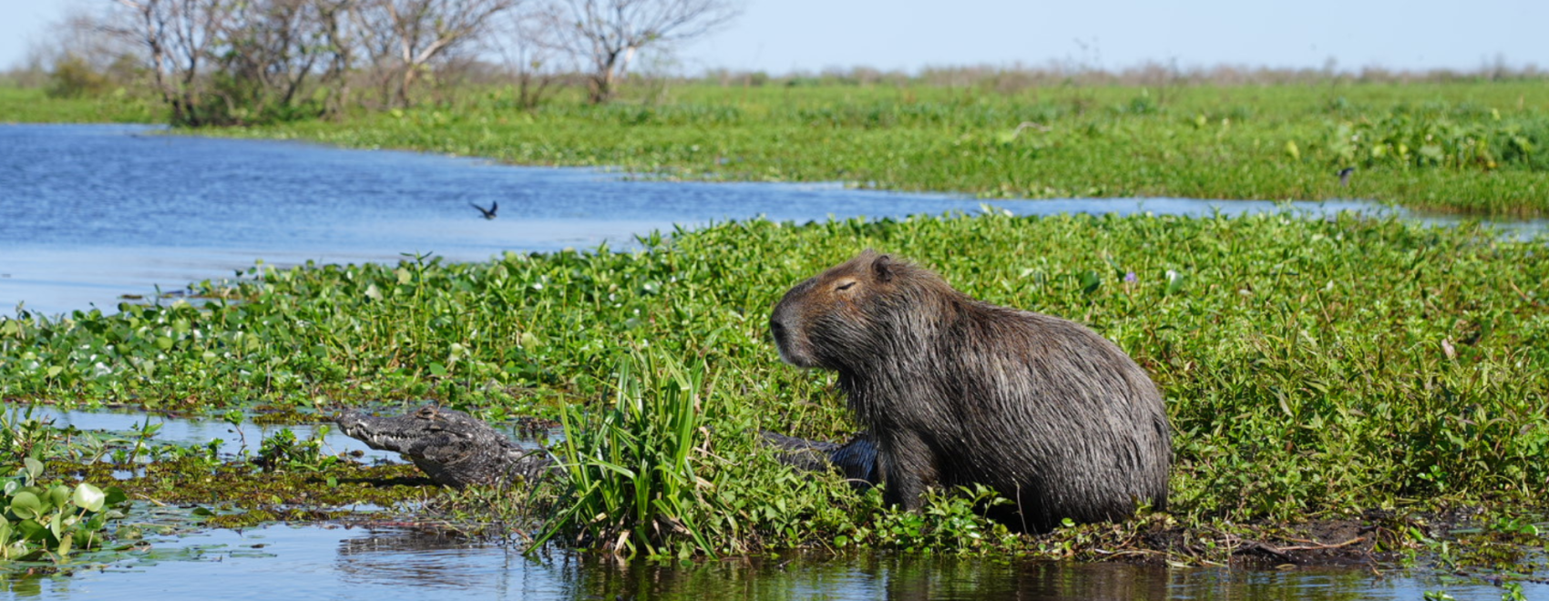 Capybara and Caiman in Ibera National Park in Argentina