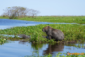 Capybara and Caiman in Ibera National Park in Argentina