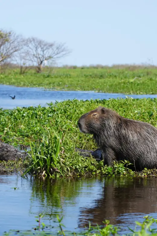 Capybara and Caiman in Ibera National Park in Argentina