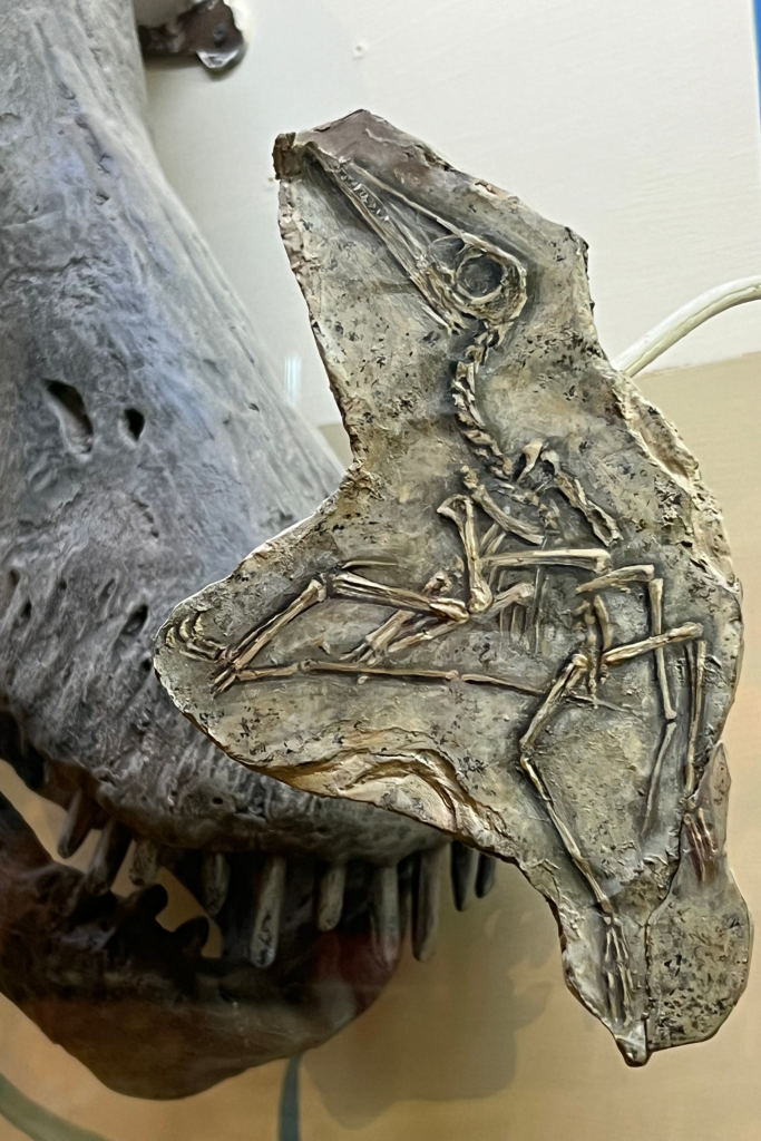 Dinosaur Museum in Buenos Aires Argentina