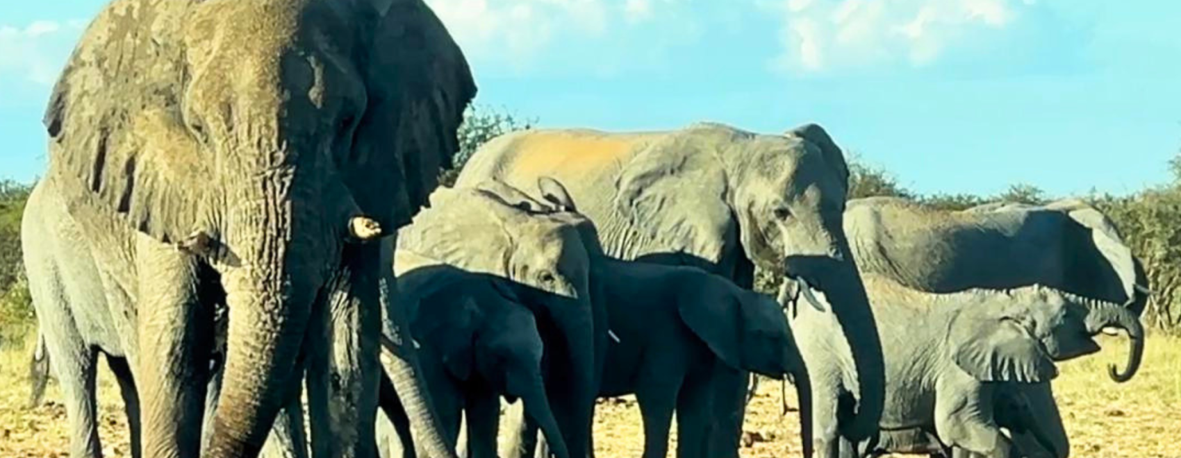 Etosha National Park Elephants