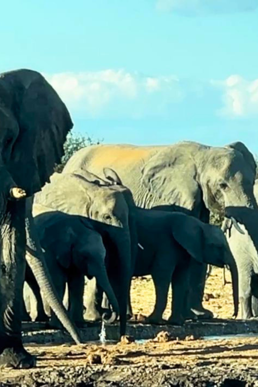 Etosha National Park Elephants