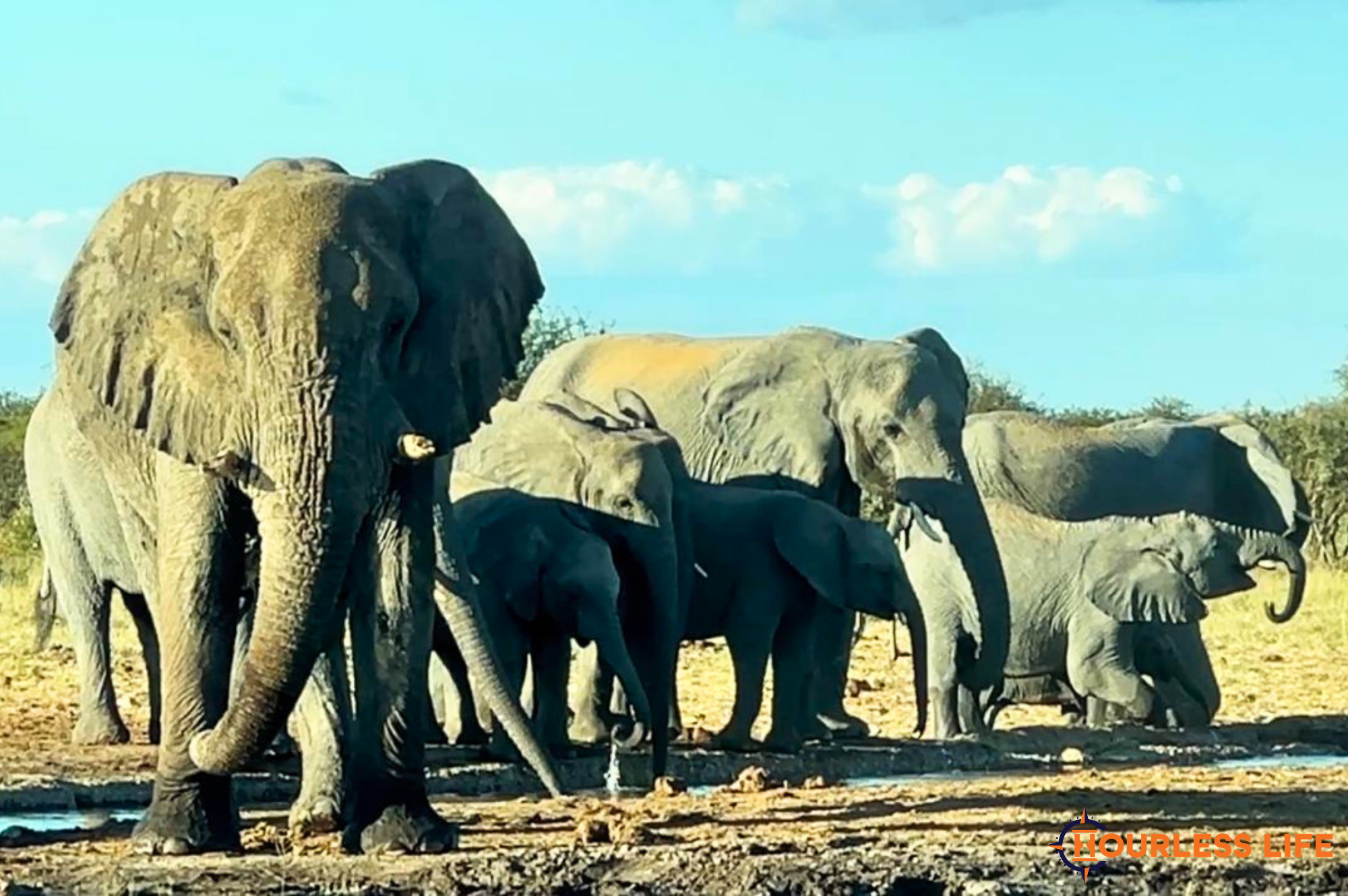 Etosha National Park Elephants