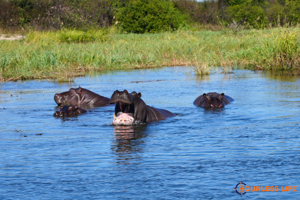 Okavango River Camping Along Namibia’s Caprivi Strip (Video)