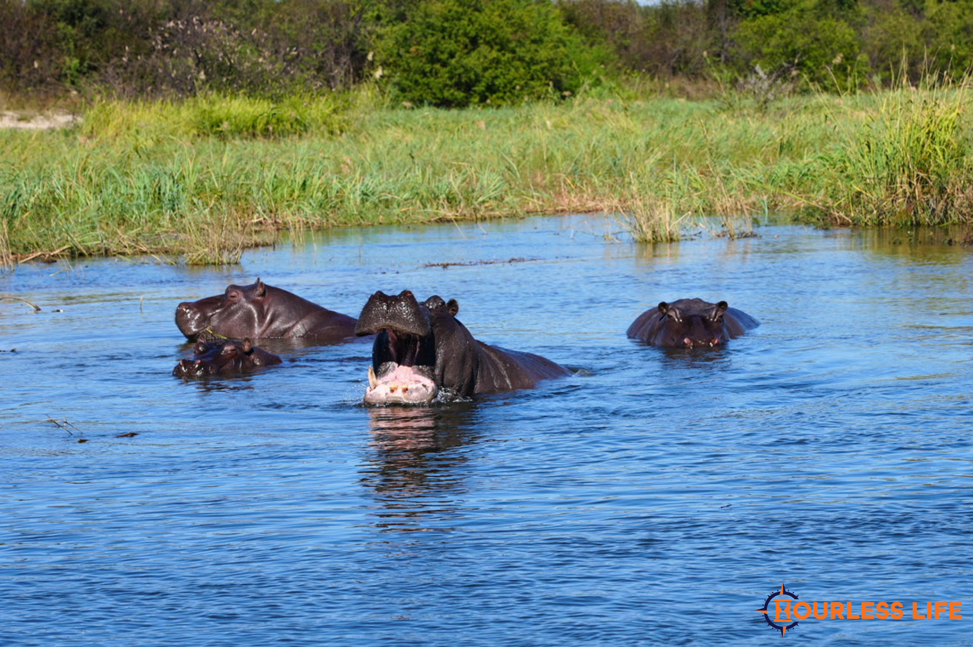 Camping on the Kavango River in Namibia's Caprivi Strip