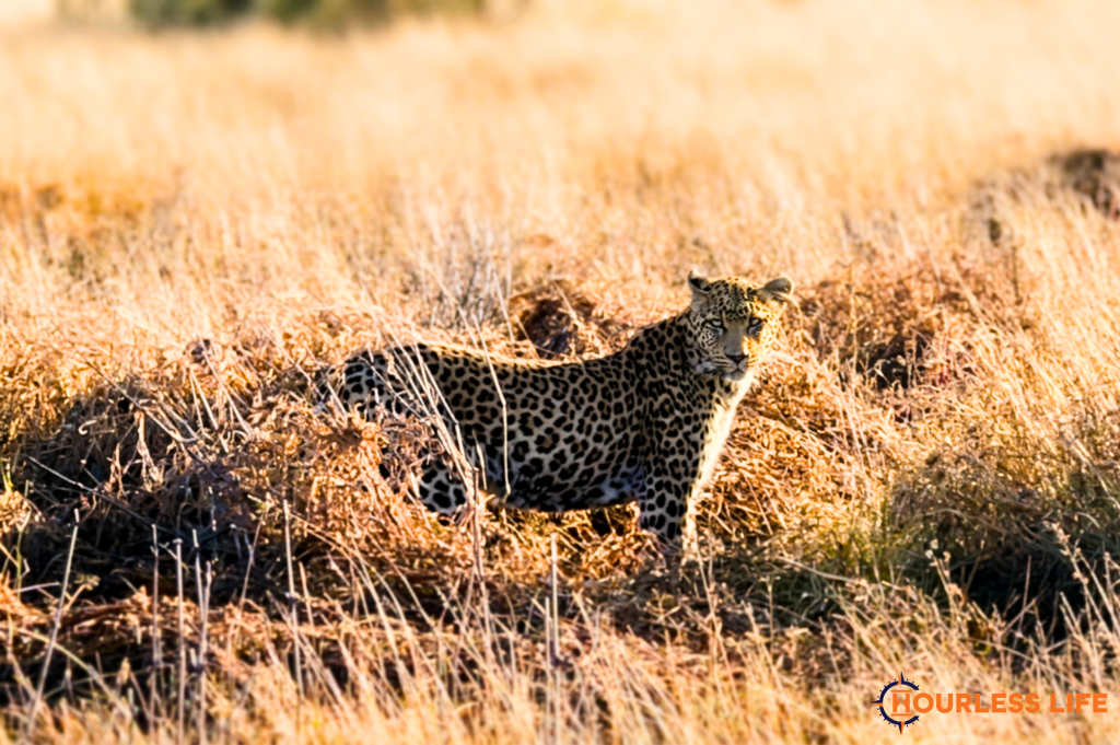 Central Kalahari and the Pans in Botswana (Video)