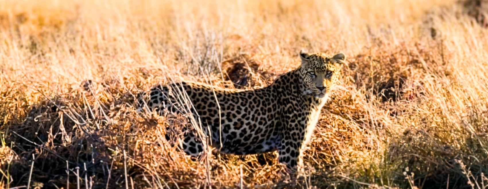 Overlanding Central Kalahari and Pans in Botswana